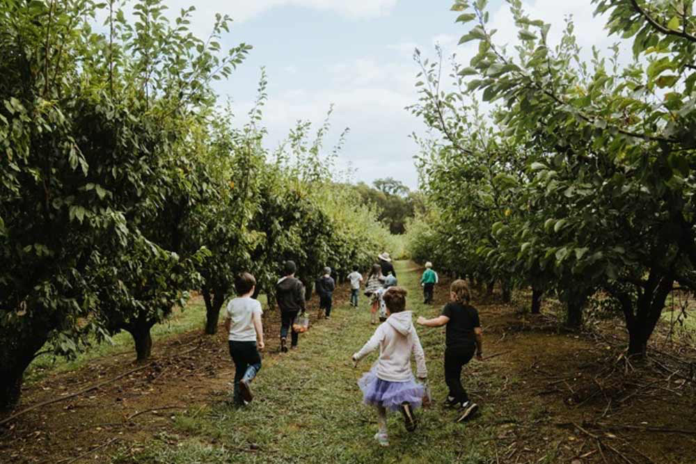 Melbourne's Yarra Valley Orchard Tour - Embark on the 1-Hour Melbourne's Yarra Valley Orchard Tour for a memorable fruit-picking adventure. Explore the beautiful orchards, taste fresh, tree-ripened fruits, and pick up to 10 different varieties every day. Experience a unique farm tour with unlimited fruit tasting, learn about sustainable farming practices, and enjoy the scenic beauty of the Yarra Valley. This family-friendly orchard tour is the perfect way to immerse yourself in nature and enjoy the best of Melbourne's countryside. Melbourne's Yarra Valley Orchard Tour - Image 4 of 5
