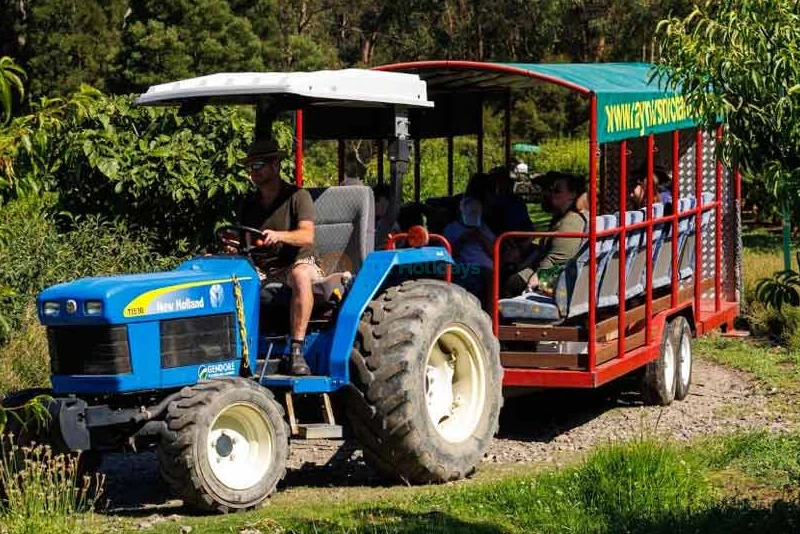 1-Hour Melbourne's Yarra Valley Orchard Tour | Fruit Picking Adventure - JTR Holidays - Image 6 of 6