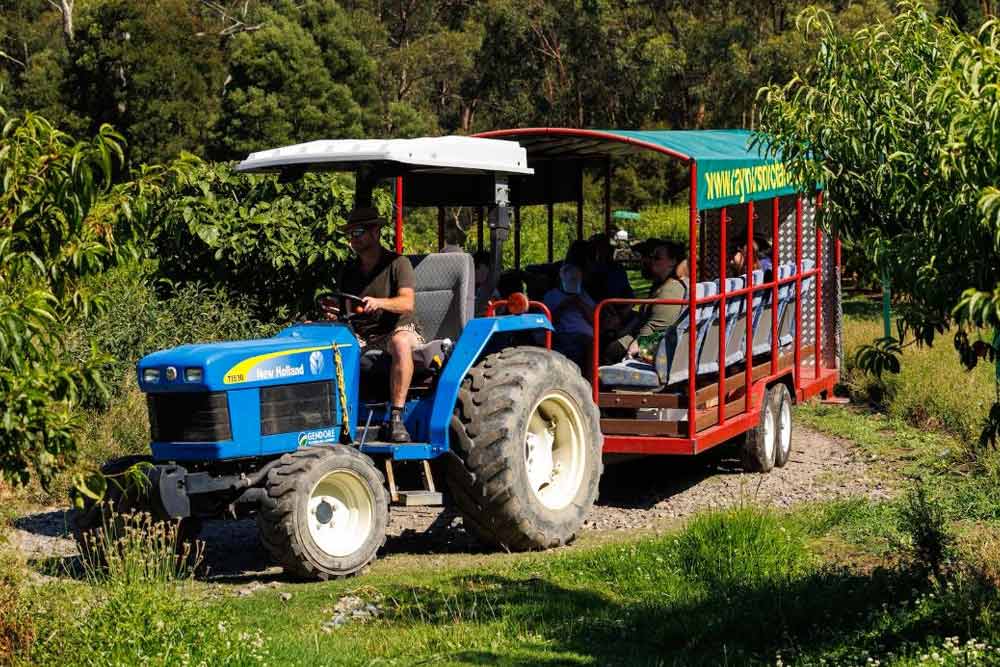 Экскурсия по фруктовому саду Ярра-Вэлли в Мельбурне - Image 6 of 6
