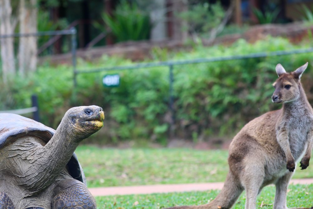 Australian Reptile Park - Image 2 of 5