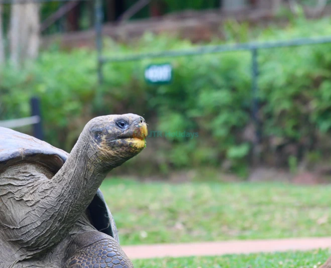 Australian Reptile Park - Image 2 of 5