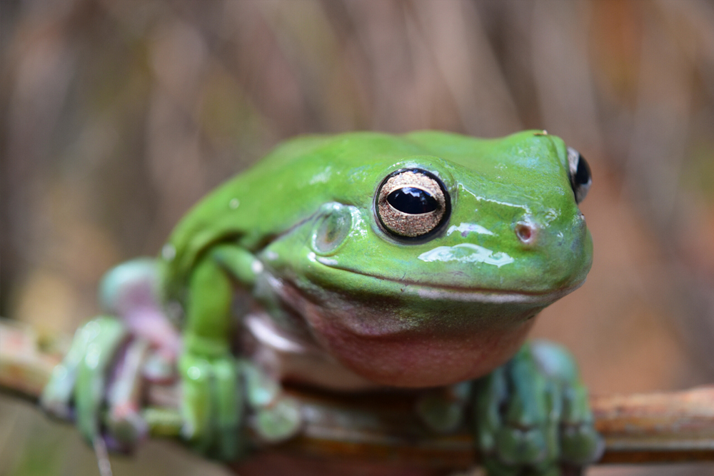 Australian Reptile Park - Image 3 of 5