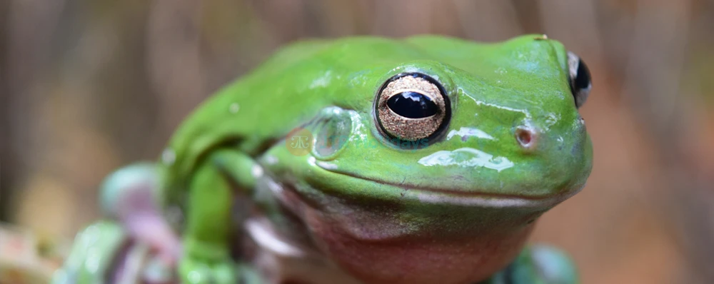 Australian Reptile Park - Image 3 of 5