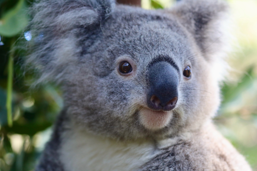 Australian Reptile Park - Image 4 of 5