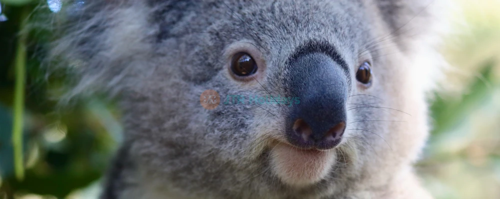 Australian Reptile Park - Image 4 of 5