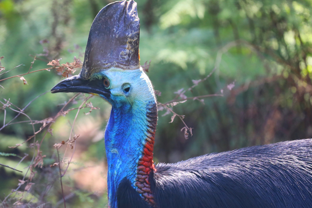 Australian Reptile Park - Image 5 of 8