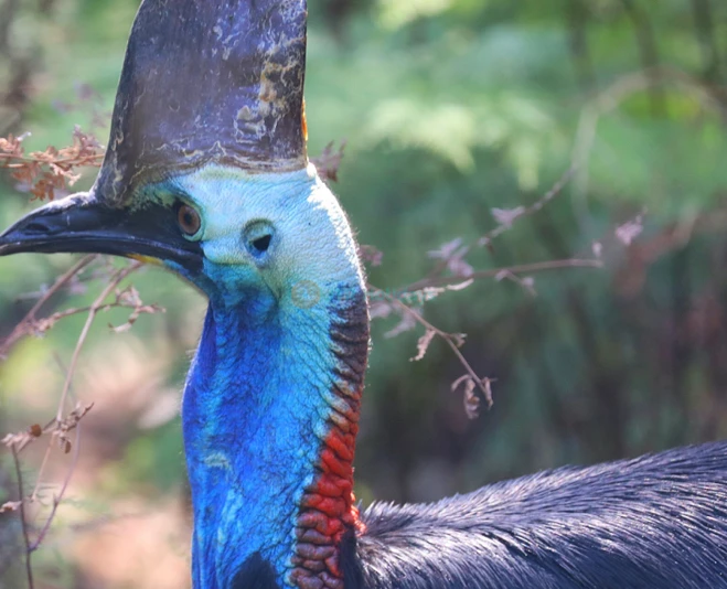 Australian Reptile Park - Image 5 of 5