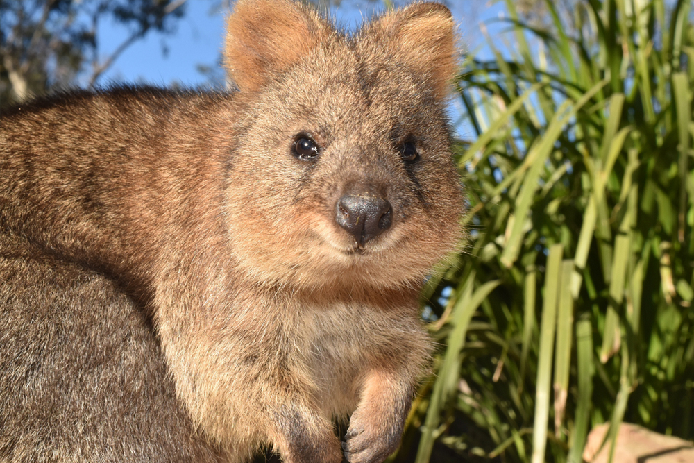 Australian Reptile Park - Image 6 of 8
