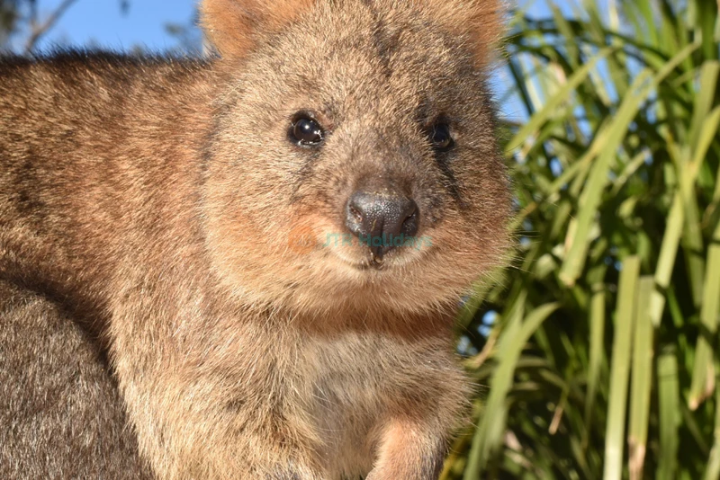 Australian Reptile Park - Image 6 of 8