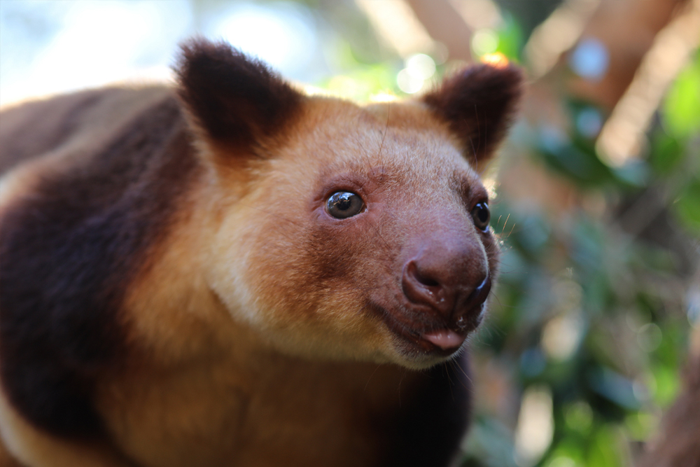 Australian Reptile Park - Image 7 of 8