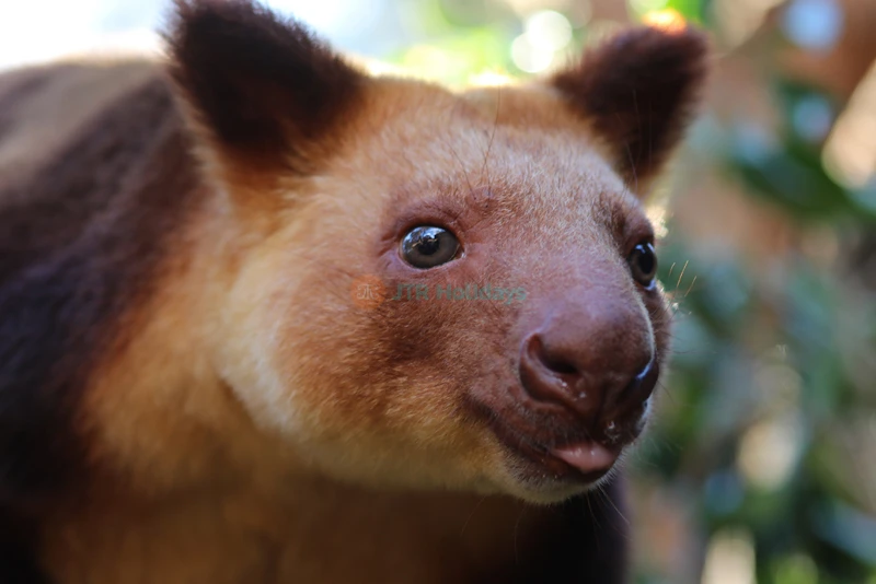 Australian Reptile Park - Image 7 of 8