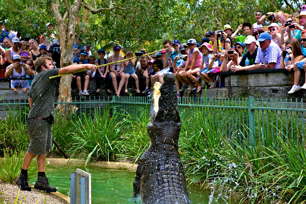 Australian Reptile Park - Image 8 of 8