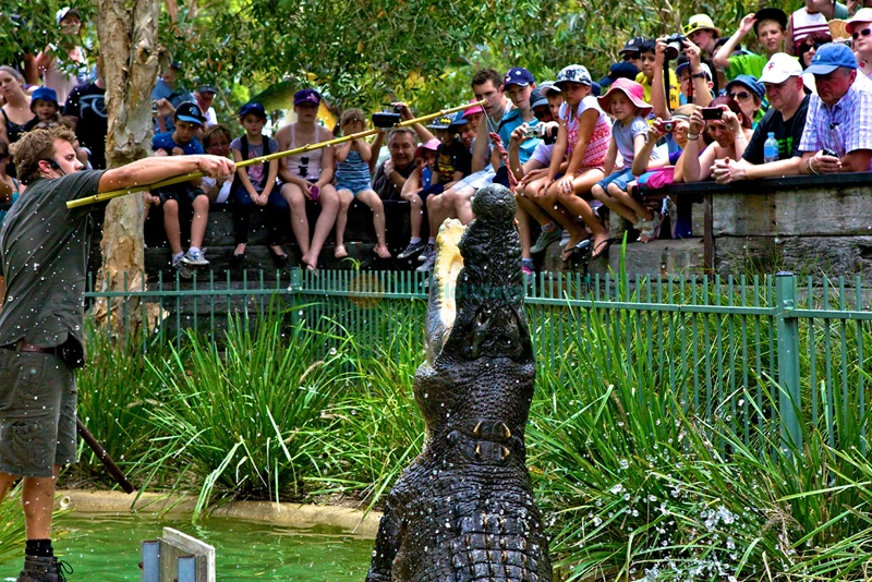Australian Reptile Park - Image 8 of 8