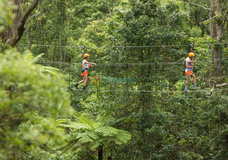 Illawarra Fly Treetop Adventures