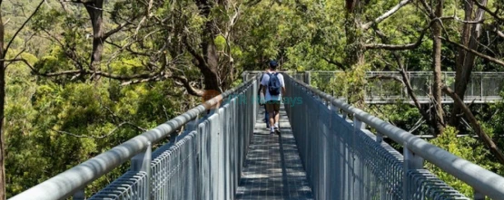 Illawarra Fly Treetop Adventures - Canopy Walk & Views - JTR Holidays