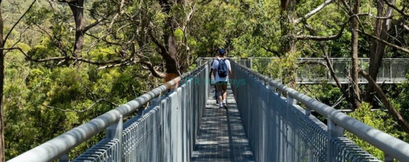 Illawarra Fly Treetop Adventures - Image 4 of 5