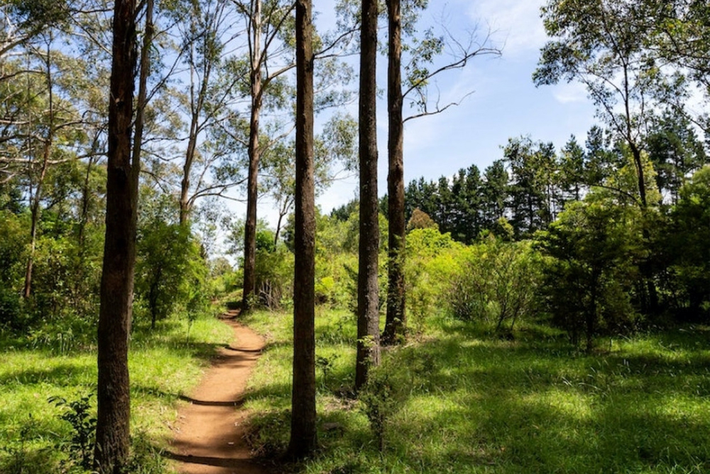 Illawarra Fly Treetop Adventures - Image 6 of 8