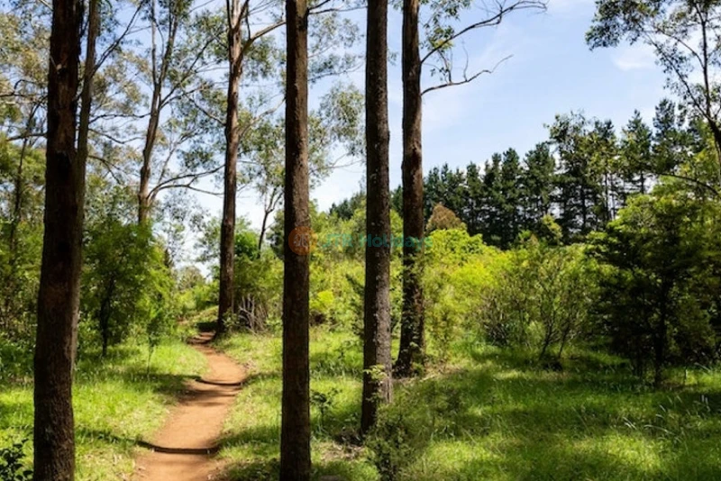 Illawarra Fly Treetop Adventures - Canopy Walk & Views - JTR Holidays