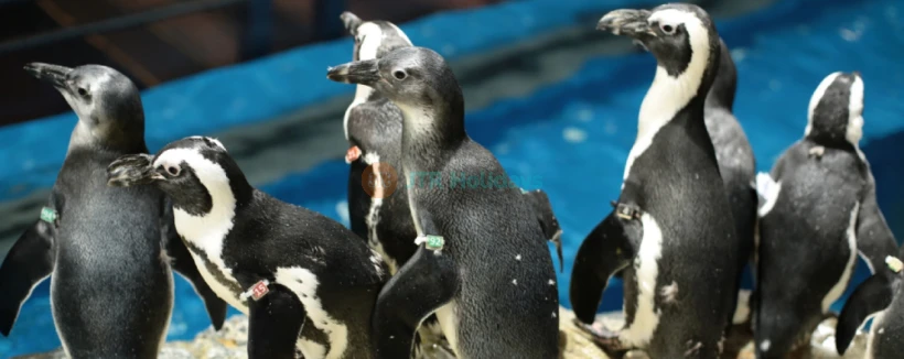Underwater World Langkawi - Discover the beauty of marine life at Underwater World Langkawi, one of Southeast Asia’s largest aquariums. Underwater World Langkawi features 11 exciting zones showcasing sea creatures from around the world. Meet the adorable Rockhopper penguins, the stars of Underwater World Langkawi, and watch them during feeding time. Walk through the 15 meter tunnel at Underwater World Langkawi and see giant stingrays and groupers swim above you. Perfect for families and nature lovers, Underwater World Langkawi offers an unforgettable underwater adventure! Underwater World Langkawi - Image 3 of 5