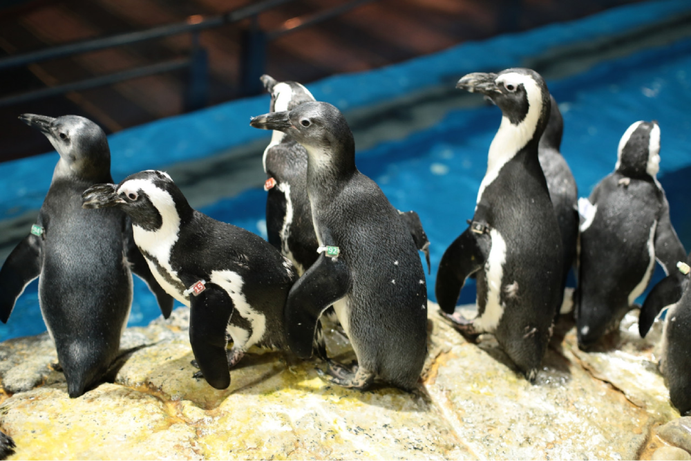 Underwater World Langkawi - Discover the beauty of marine life at Underwater World Langkawi, one of Southeast Asia’s largest aquariums. Underwater World Langkawi features 11 exciting zones showcasing sea creatures from around the world. Meet the adorable Rockhopper penguins, the stars of Underwater World Langkawi, and watch them during feeding time. Walk through the 15 meter tunnel at Underwater World Langkawi and see giant stingrays and groupers swim above you. Perfect for families and nature lovers, Underwater World Langkawi offers an unforgettable underwater adventure! Underwater World Langkawi - Image 3 of 5