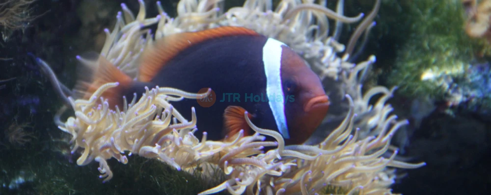 Underwater World Langkawi - Image 4 of 5