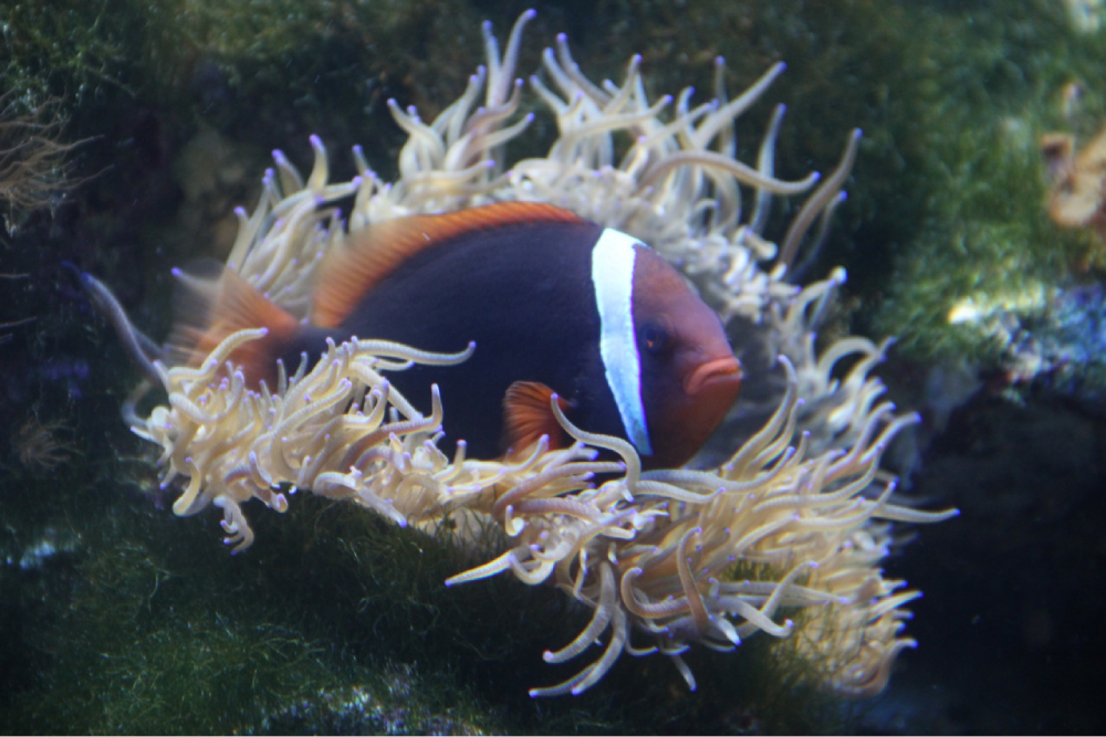 عالم تحت الماء لانكاوي - Image 4 of 8