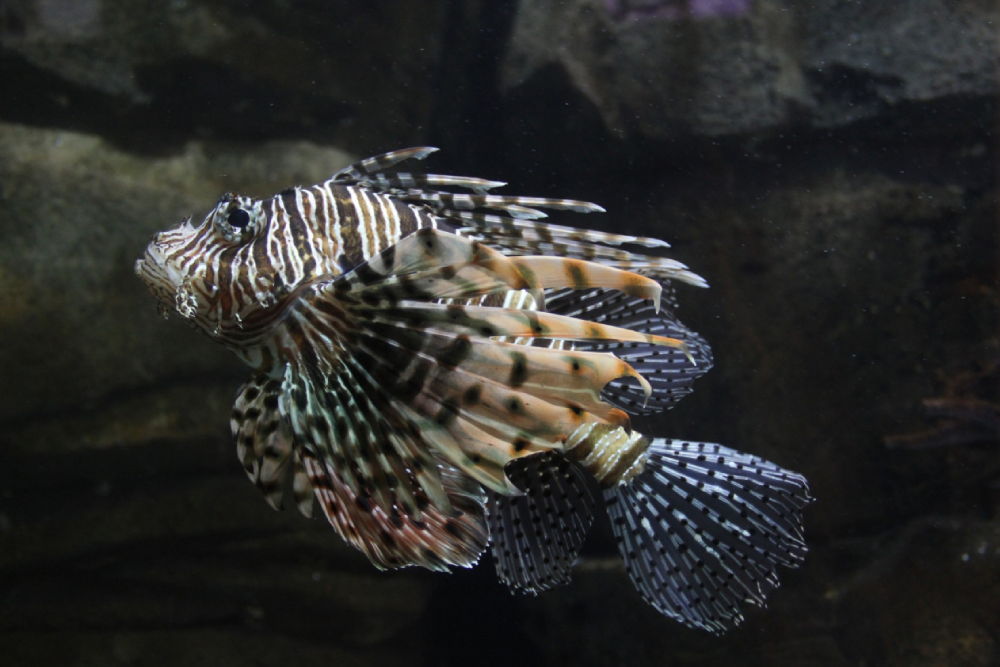 عالم تحت الماء لانكاوي - صورة 2 من 5