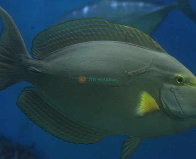 Underwater World Langkawi - Image 5 of 5