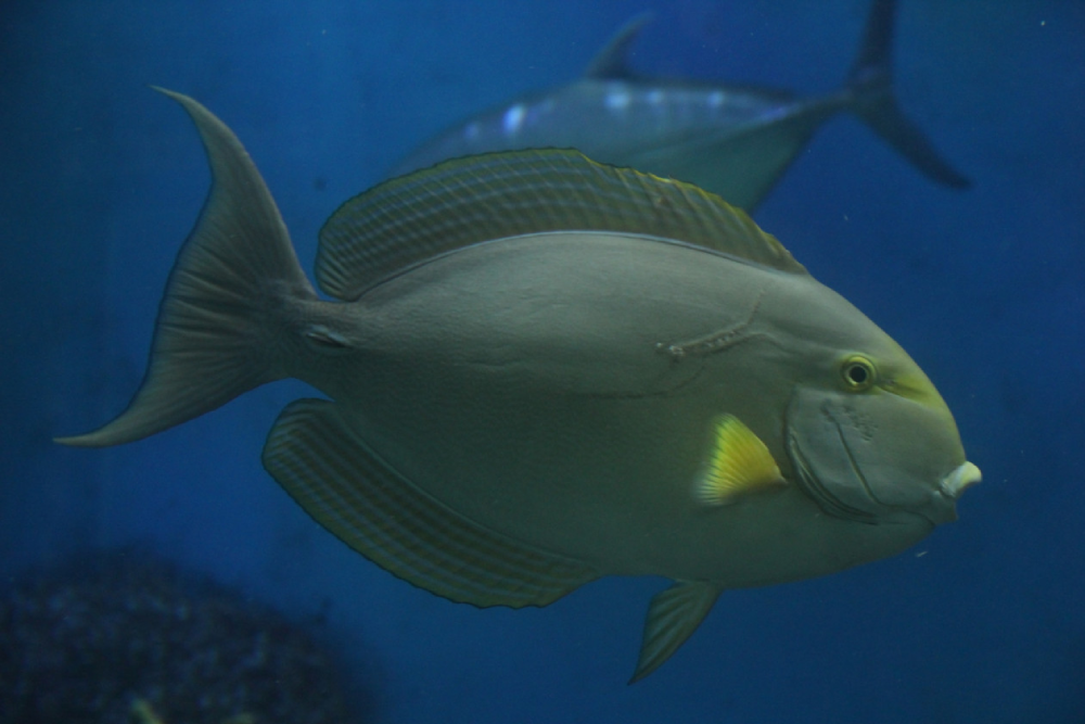 عالم تحت الماء لانكاوي - صورة 5 من 5