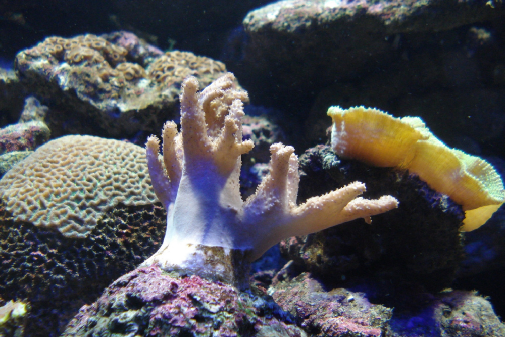 عالم تحت الماء لانكاوي - Image 6 of 8