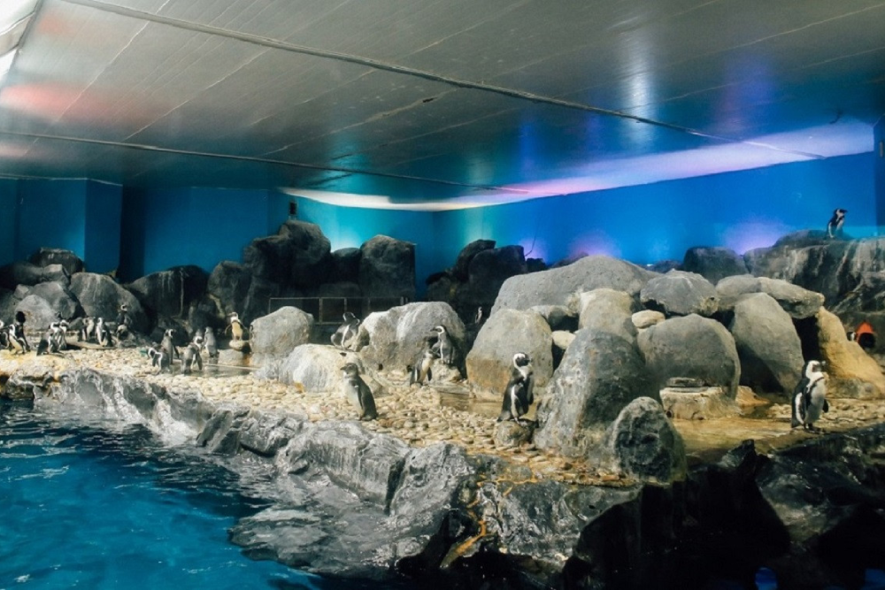 عالم تحت الماء لانكاوي - Image 7 of 8