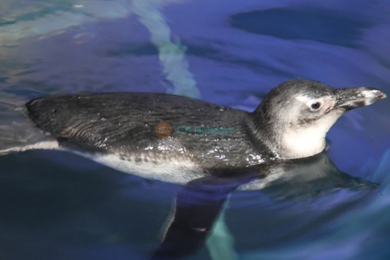 Underwater World Langkawi - Image 8 of 8