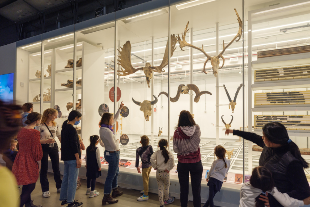 American Museum of Natural History NYC - Visit the famous American Museum of Natural History in NYC and explore over 40 permanent exhibits, from dinosaurs to outer space. See incredible displays like the life-size T. rex fossil and the Milstein Hall of Ocean Life. Discover live insects at the Richard Gilder Center and enjoy unique exhibits like "Ice Cold: An Exhibition of Hip-Hop Jewelry." There's something for everyone, making it an unforgettable experience for all ages. American Museum of Natural History NYC - Image 1 of 5