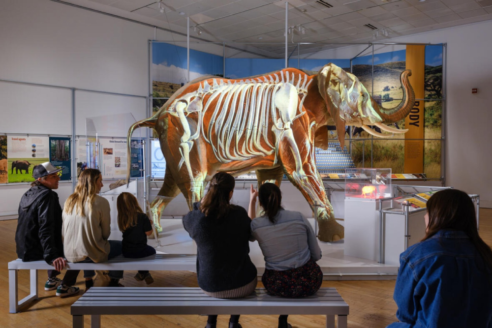 美国自然历史博物馆 纽约 - 图片 2 的 5