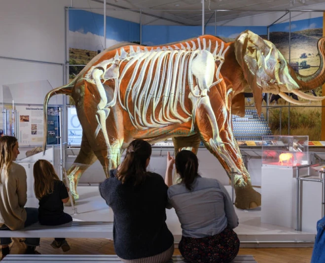 Museo Americano de Historia Natural de Nueva York - Imagen 2 de 5