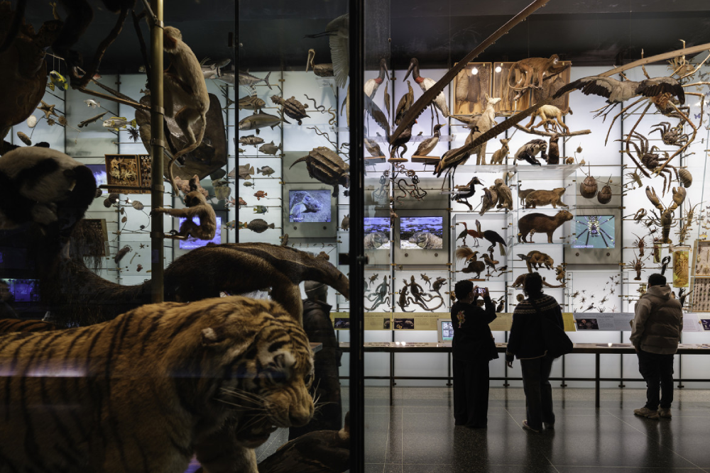 美国自然历史博物馆 纽约 - Image 7 of 9