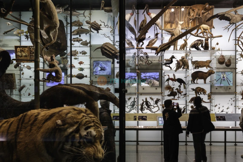 Museo Americano de Historia Natural de Nueva York - Image 7 of 9