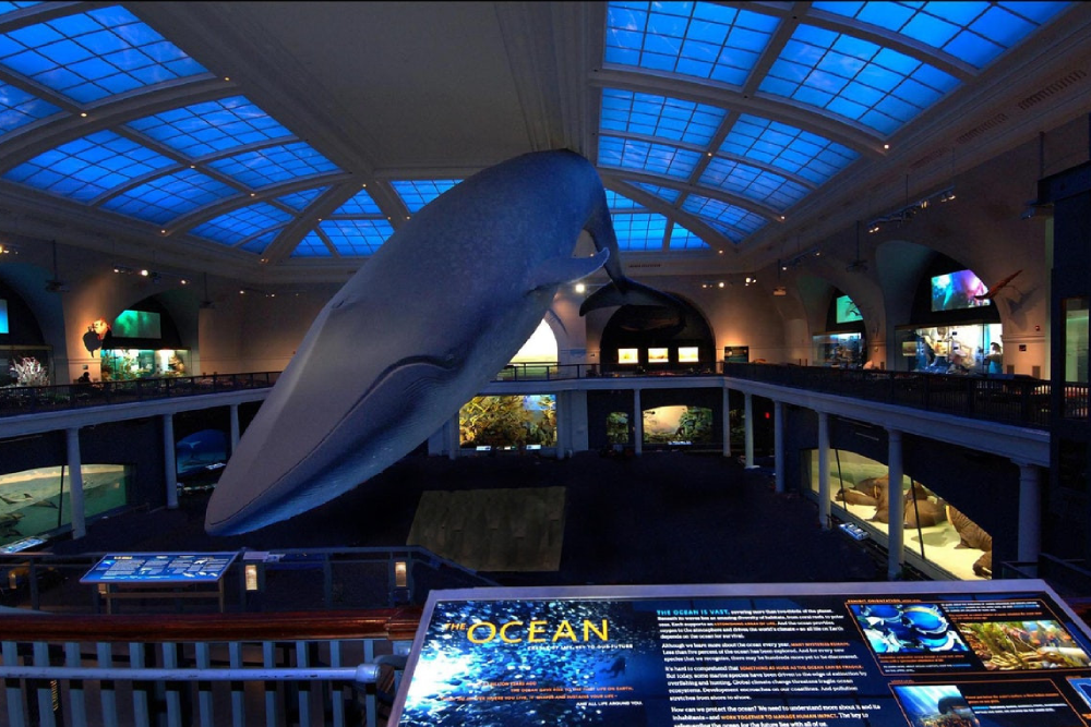 美国自然历史博物馆 纽约 - Image 9 of 9