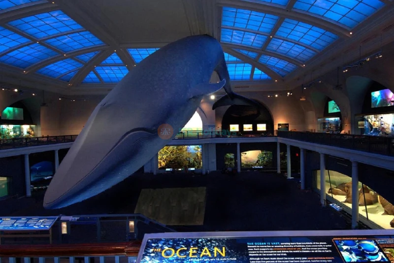 American Museum of Natural History NYC - Image 9 of 9