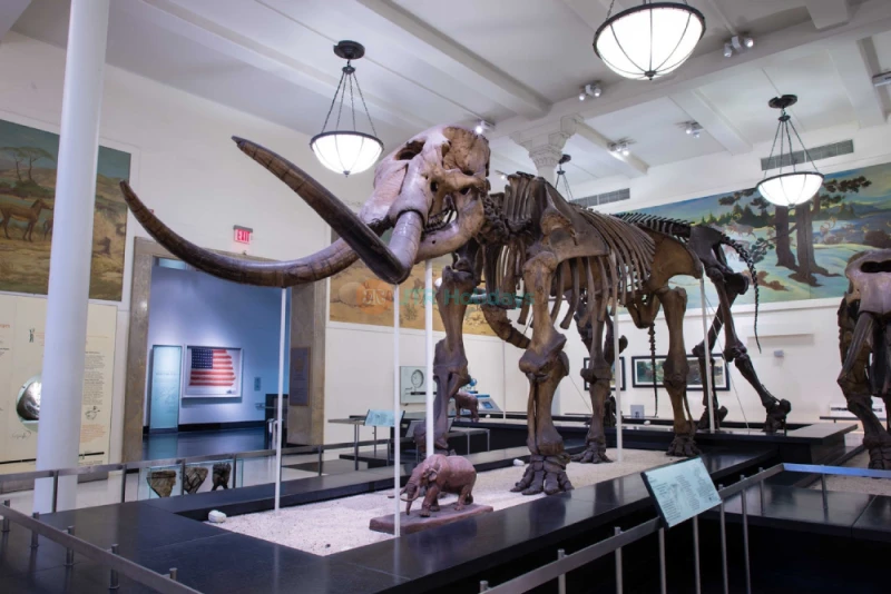 American Museum of Natural History NYC