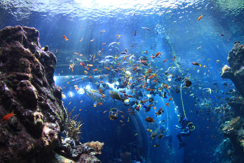 Kalifornische Akademie der Wissenschaften San Francisco - Die California Academy of Sciences in San Francisco bietet eine spannende Reise durch Natur und Wissenschaft. Entdecken Sie interaktive Ausstellungen, sehen Sie über 60.000 Tiere und erfahren Sie mehr über Naturschutz und Nachhaltigkeit. Perfekt für Familien und Wissenschaftsbegeisterte. Kalifornische Akademie der Wissenschaften San Francisco - Bild 1 von 5