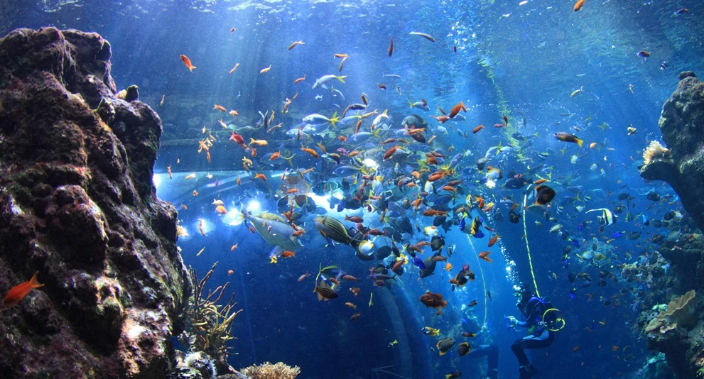 California Academy of Sciences San Francisco - Image 1 of 5