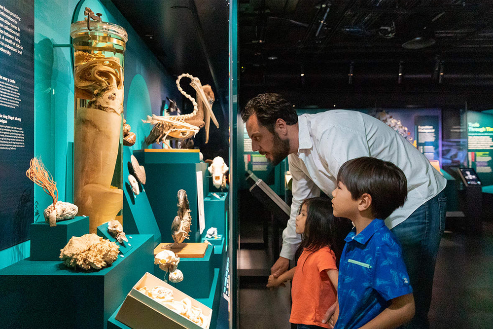 Kalifornische Akademie der Wissenschaften San Francisco - Die California Academy of Sciences in San Francisco bietet eine spannende Reise durch Natur und Wissenschaft. Entdecken Sie interaktive Ausstellungen, sehen Sie über 60.000 Tiere und erfahren Sie mehr über Naturschutz und Nachhaltigkeit. Perfekt für Familien und Wissenschaftsbegeisterte. Kalifornische Akademie der Wissenschaften San Francisco - Bild 2 von 5