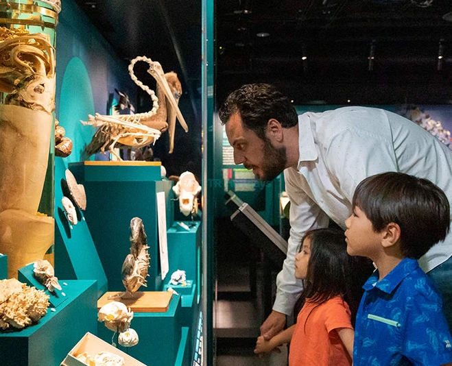 California Academy of Sciences San Francisco - Image 2 of 5