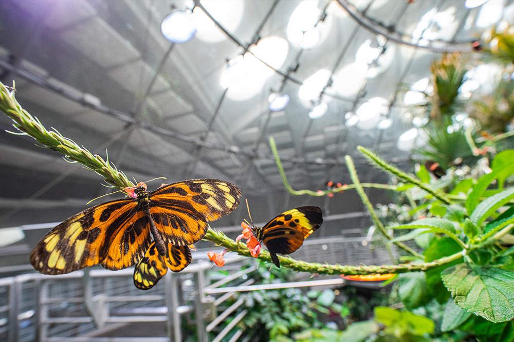 加利福尼亚科学院 旧金山 - 图片 4 的 5