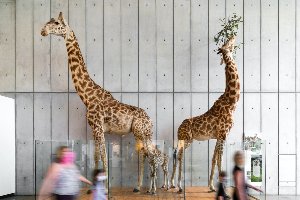 Kalifornische Akademie der Wissenschaften San Francisco - Die California Academy of Sciences in San Francisco bietet eine spannende Reise durch Natur und Wissenschaft. Entdecken Sie interaktive Ausstellungen, sehen Sie über 60.000 Tiere und erfahren Sie mehr über Naturschutz und Nachhaltigkeit. Perfekt für Familien und Wissenschaftsbegeisterte. Kalifornische Akademie der Wissenschaften San Francisco - Bild 5 von 5