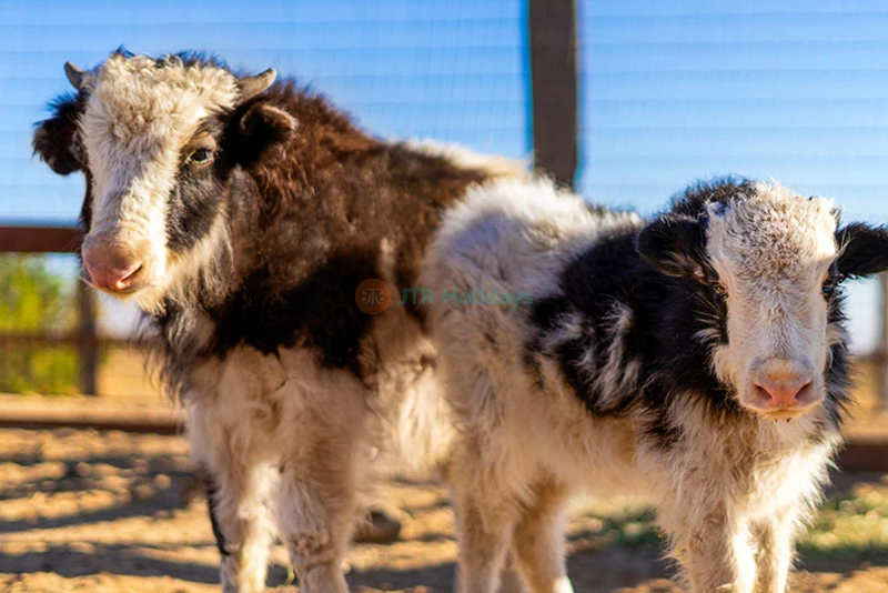 California Academy of Sciences San Francisco - Image 6 of 8