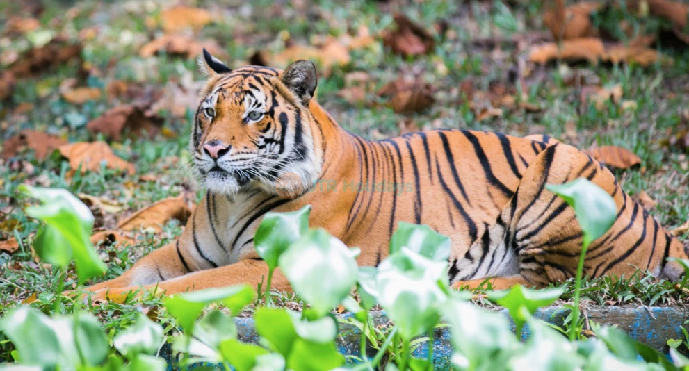 Zoo Negara Malaysia - Image 1 of 5