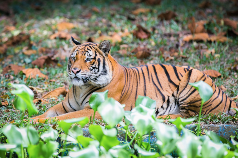 Zoo Negara Malaysia - Discover the wonders of Zoo Negara Malaysia, a premier wildlife park home to diverse animal species and lush landscapes. Zoo Negara Malaysia offers an unforgettable experience for families, nature lovers, and conservation enthusiasts. Plan your visit to Zoo Negara Malaysia today and explore its incredible exhibits and educational programs. Zoo Negara Malaysia - Image 1 of 5