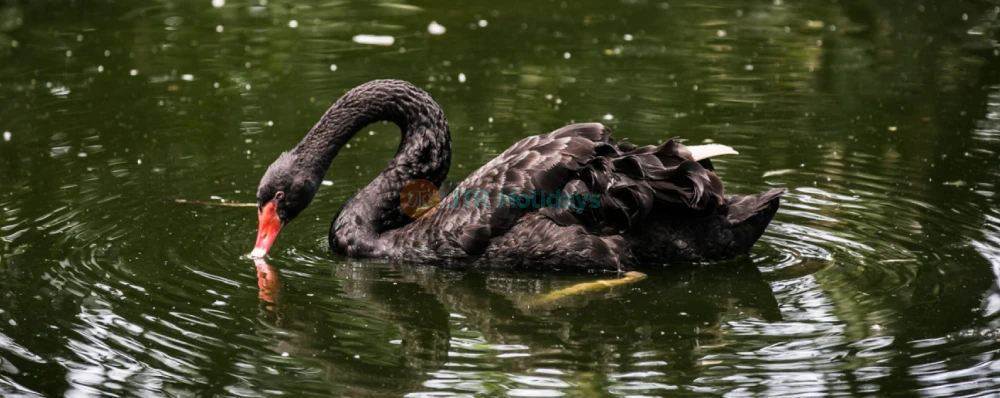 Zoo Negara Malaysia - Image 4 of 5